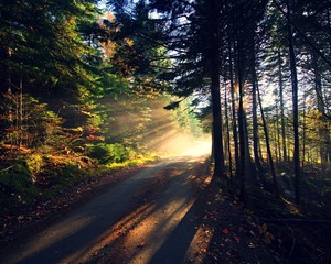 Fototapeta na wymiar Sunbeams peaking through the forested path