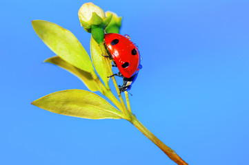 Beautiful ladybug on leaf defocused background