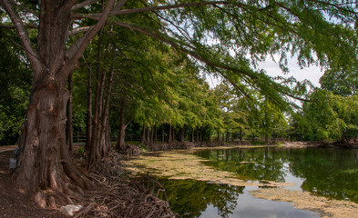 Trees lining pond on city park