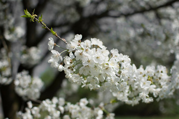 fiore, primavera, aprile