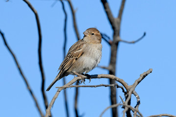 Weidensperling (Passer hispaniolensis) Weibchen - Spanish sparrow