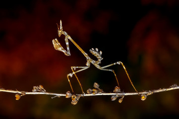 Close up of pair of Beautiful European mantis ( Mantis religiosa )