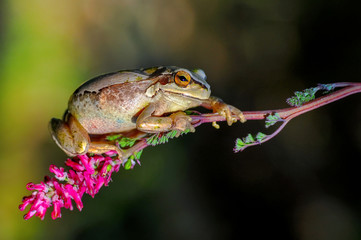 Beautiful Europaean Tree frog Hyla arborea - Stock Image