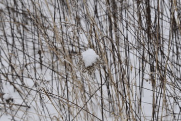 a snow covered tall piece of grass