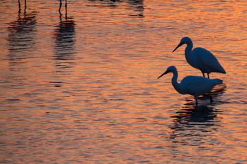 Camargue, Francia