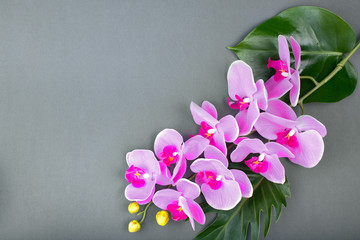 romantic branch of pink orchid on gray background.