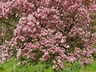 Obraz premium Huge pink blooming magnolia tree