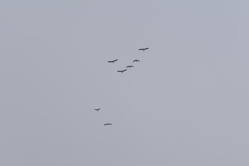 flock of birds flying in the sky