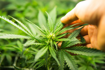 Medicinal indica with CBD. In door grow hemp. Young cannabis plant. Cannabis at the beginning of...