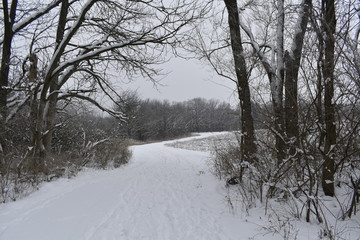 snowy road in winter forest