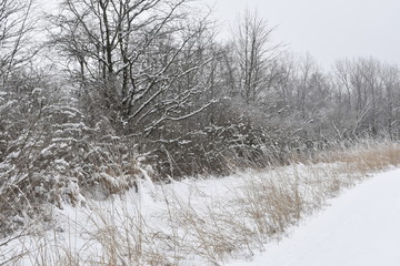 winter landscape with trees and snow