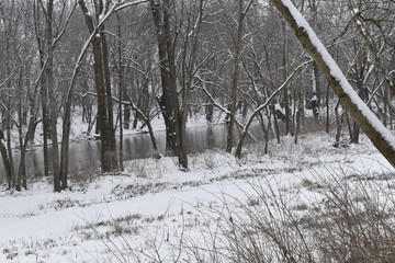 winter in the forest near a river