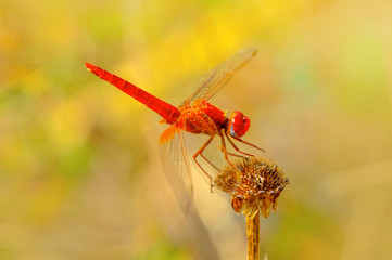 Macro shots, Beautiful nature scene dragonfly. 