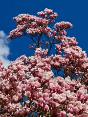 Huge pink blooming magnolia tree