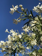 Spring Flower Blossoms White