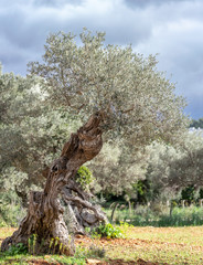Fototapeta na wymiar olive grove on the island of Mallorca