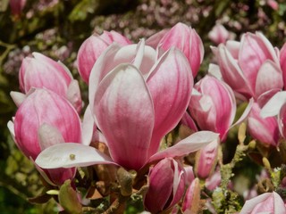 Fototapeta premium Huge pink blooming magnolia tree