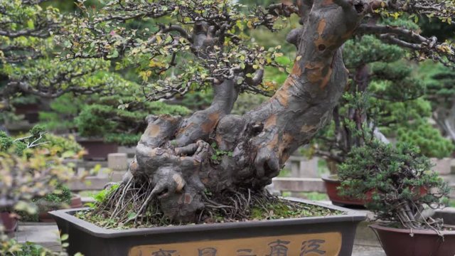 Expertly crafted Penjing / Bonsai tree, Tiger hill, Suzhou, China. Pot inscription "February Spring in Jiangnan province"