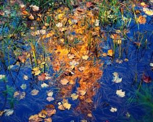 Abstract photo of yellow leaves in pond that look like golden tree