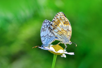 Closeup   beautiful butterflies sitting on flower