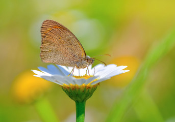 Closeup   beautiful butterfly sitting on flower