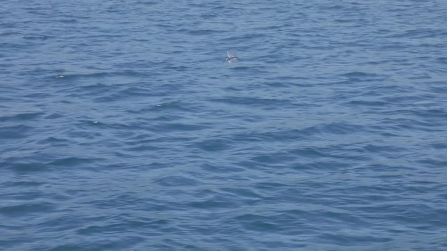 A flying fish, Exocoetidae, leaps from the water and soars just above the surface of the ocean before splashing down into the clear blue water.