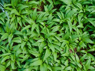 Field with fresh wild garlic in spring