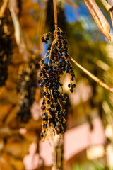 Ripe fruits of trachycarpus palm tree