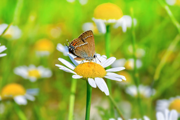 Closeup   beautiful butterfly sitting on flower