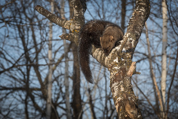 Fisher (Martes pennanti) Sniffs Down Tree Winter