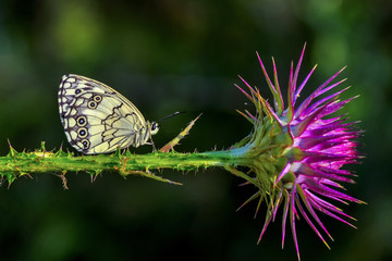 Closeup   beautiful butterfly sitting on flower