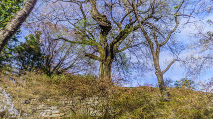 春の沼田城址の風景