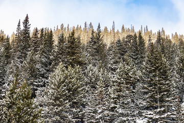 winter landscape with trees and blue sky