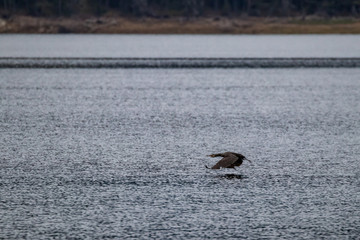 Amazing big black Great cormorant bird flies over the lake water at Dospat, Southern Bulgaria. Moody cold autumn afternoon. Selective shallow focus, high-speed photograph