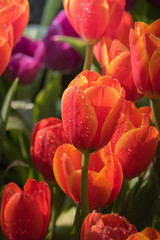 Obraz premium Beautiful bouquet of tulips. colorful tulips. nature background