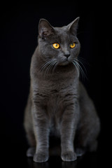 chat
