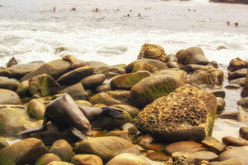 sealions on the beach of california with tourists in background