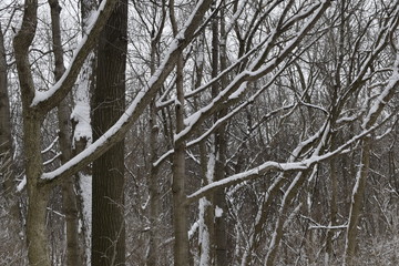 trees in winter