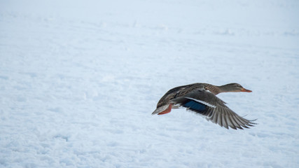 Fototapeta na wymiar A duck in flight at lake