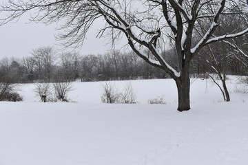 Fototapeta na wymiar winter landscape with trees and snow