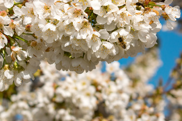 Bumblebee pollinating on cherry flowers blossoms in spring. Bee flying on Prunus avium