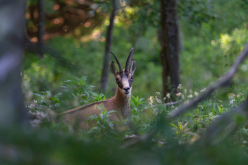 Naklejka premium Camoscio alpino