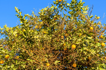 Mandarin tree with the ripe fruits on summer
