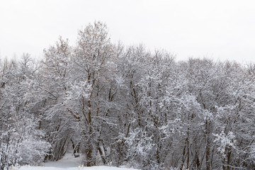 snow covered trees in a forest - 247670743