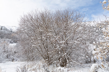 snow covered trees - 247670777