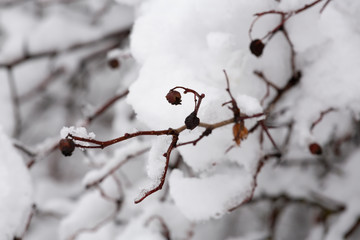 snow covered branch with berries - 247670977