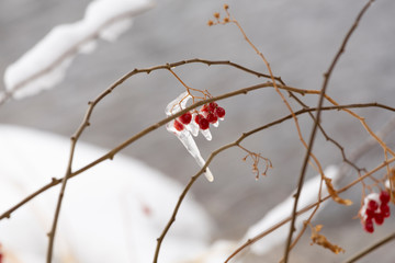 branches with red berries with icicles in snow - 247670998