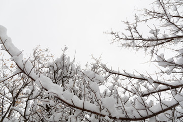 Sky view with snow covered tree branches - 247671107