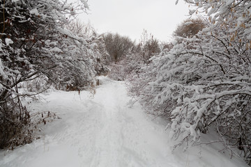 path in the forest with snow covered trees and bushes - 247671126