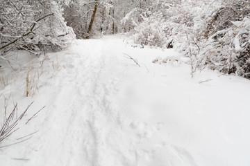 Fototapeta na wymiar snowy path to the forest